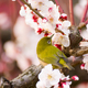 神奈川県は梅の花がそろそろ見頃！おすすめの名所3選