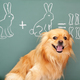 NHK Eテレさんすう犬ワン スギちゃんと柴犬と算数を学ぼう