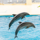 【水族館（東北）】コズレ会員の口コミ・評価まとめ