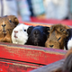 【動物園（近畿）】コズレ会員の口コミ・評価まとめ