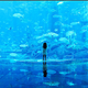 首都圏の水族館！雨のおすすめ【記事特集】
