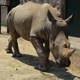 【東武動物公園】17時からゆったりお得に楽しもう！ 春のナイト ZOO 開催！