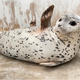 【東武動物公園】ゴマフアザラシの赤ちゃん5月3日 (火･祝)プールデビュー