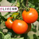 0歳赤ちゃん、トマトは食べられる？食べられない？【コズレLIVE投票】