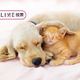 飼ってみたい（飼っている・いた）ペットは？【コズレLIVE投票】