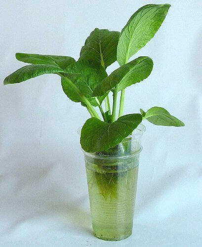 家庭用 野菜の水耕栽培キット「窓際族」(窓辺で小松菜),野菜,栽培,簡単