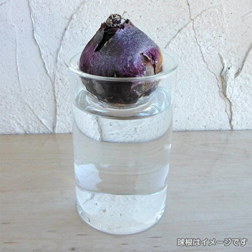 水栽培用ポット ガラスポットショート,花,栽培キット,簡単