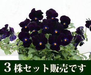 ビオラ ピエナ ブラック3 ポットセット ,花,栽培キット,簡単