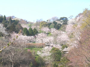 金沢動物園の桜,,,