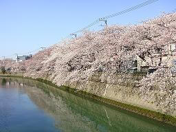 大岡川プロムナード、桜,神奈川,花見,名所