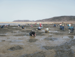 能取湖,北海道 潮干狩り,ザクザク,ワンダーランド