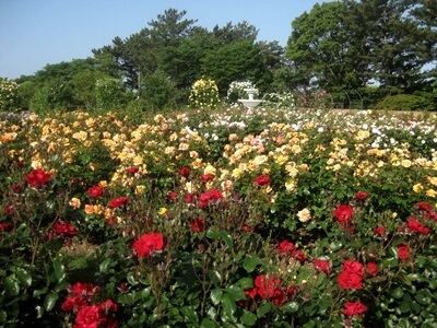 はままつフラワーパーク,静岡県,植物園,フラワーパーク