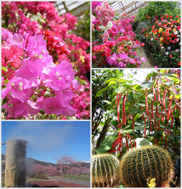 下賀茂熱帯植物園,静岡県,植物園,フラワーパーク