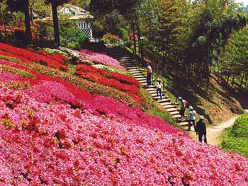 白野江植物公園,福岡県,子どもの写真,植物園