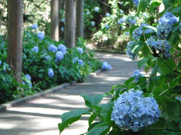 武石あじさい公園歩道,夏,あじさい,長野県