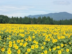 津南ひまわり広場,新潟,ひまわり畑,名所