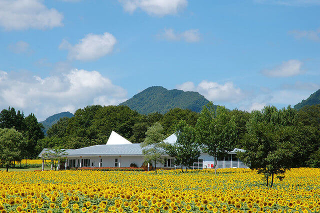 なじょもんひまわり畑,新潟,ひまわり畑,名所