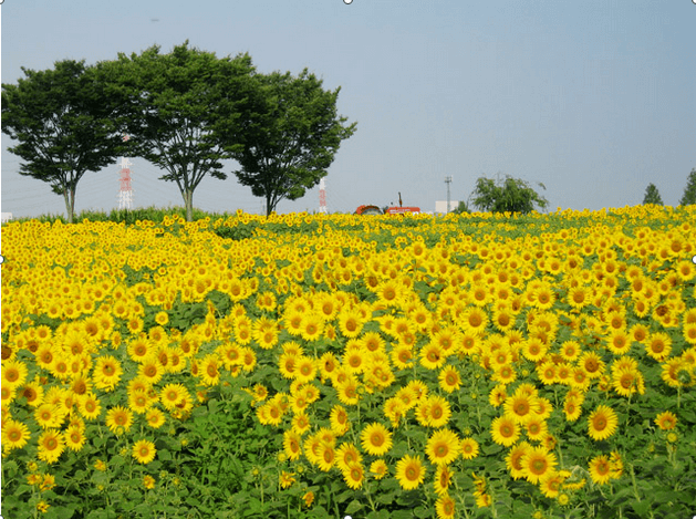 愛知牧場のひまわり,愛知県,ひまわり,名所