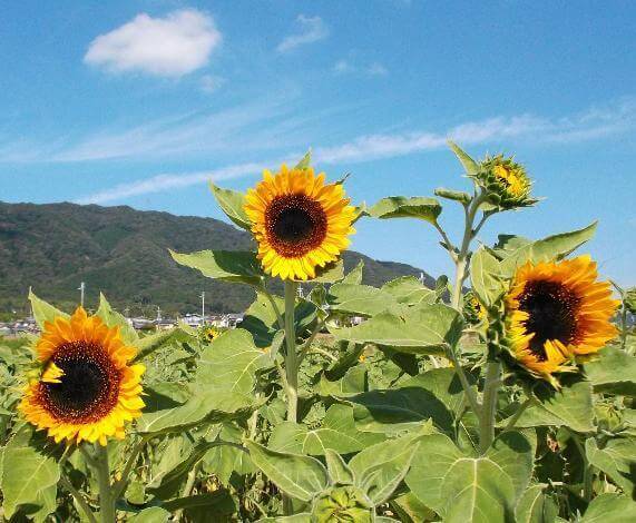 えっ!?今頃ひまわり大原野,京都,ひまわり,名所