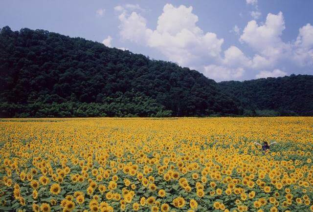 君田のひまわり畑,広島,ひまわり,畑