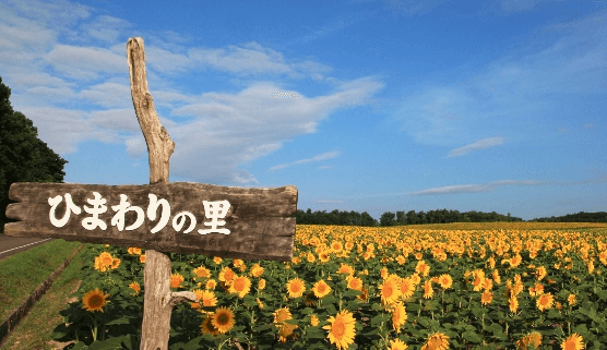 北竜町 ひまわりの里,北海道,おすすめ,ひまわり