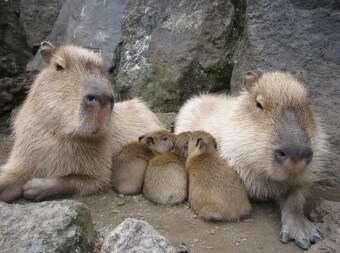 カピパラ,伊豆,シャボテン公園,おでかけ