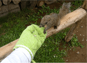 小動物園の動物との触れ合い,牛久大仏,観光,