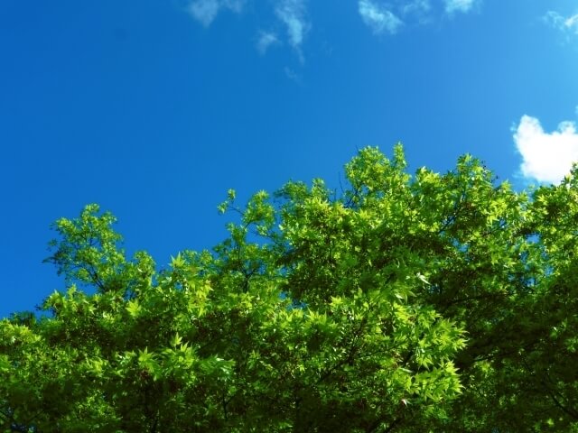 公園,音無親水公園,水遊び,