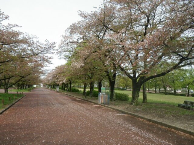 万博記念公園,大阪,花見,名所