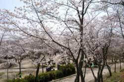 摂津峡公園,大阪,花見,名所