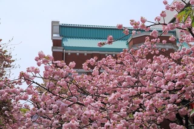 造幣局 桜の通り抜け ピクスタ,大阪,花見,名所