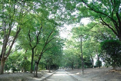 元茨木川緑地,大阪,花見,名所