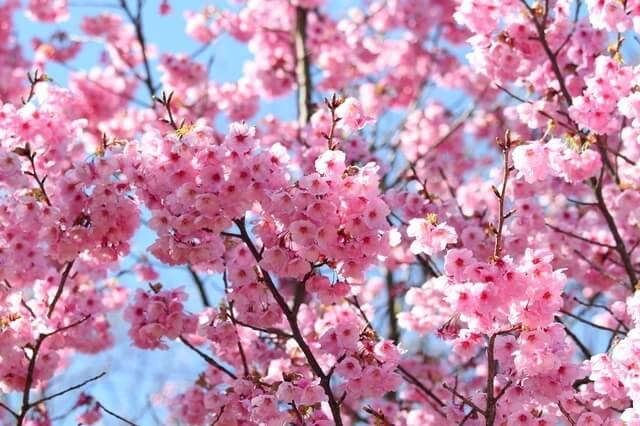 桜イメージ ピクスタ,大阪,花見,名所