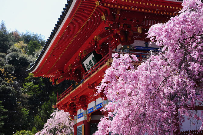 勝尾寺,大阪,花見,名所
