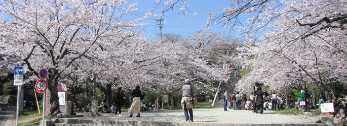 西公園の桜,福岡,お花見,ランキング