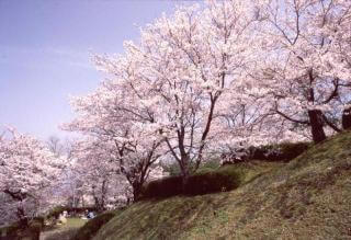 発心公園の桜,福岡,お花見,ランキング