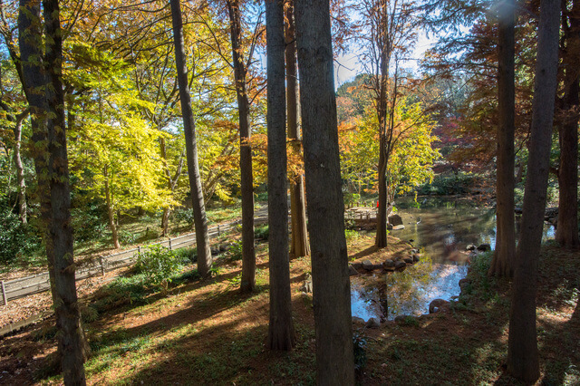 林試の森公園 ピクスタ,公園,水遊び,東京