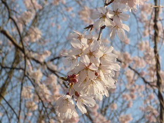 ,広島,花見,植物公園