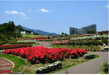 茨城県フラワーパークバラのテラス,茨城,植物園,おすすめ
