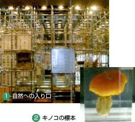 きのこの標本,科学館,宮城県,
