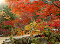 紅葉谷公園の紅葉,広島,紅葉,
