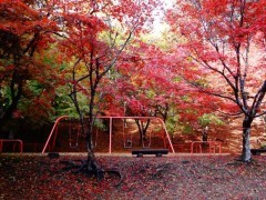 尾関山公園の紅葉,広島,紅葉,