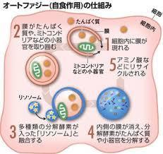 ノーベル賞を受賞したオートファジーの仕組み,ノーベル賞,ニュース,