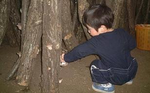 しいたけ狩り,修善寺しいたけの里,