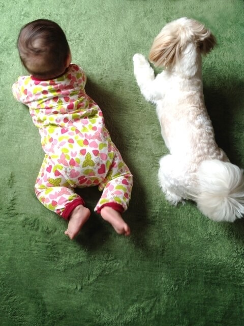 赤ちゃんと犬,粉ミルク,おすすめ,