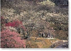 三岳梅林公園,福岡,植物園,おすすめ