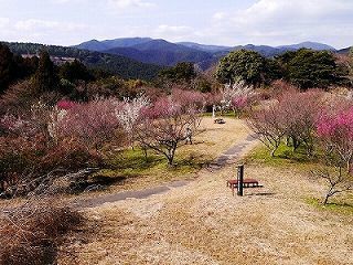 八木山高原花木園,福岡,植物園,おすすめ