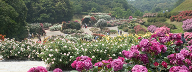 響灘緑地(グリーンパーク)バラ園,福岡,植物園,おすすめ