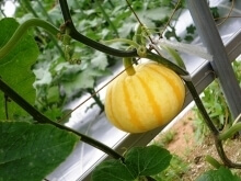 総合農事センター,福岡,植物園,おすすめ