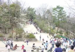 錦織公園,公園,アスレチック,大阪